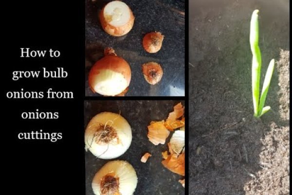 Kraken актуальные зеркала krakentor site