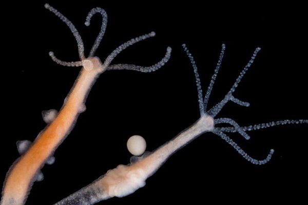 Кракен сайт 18